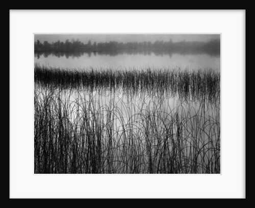 Grassy Marsh by Anonymous