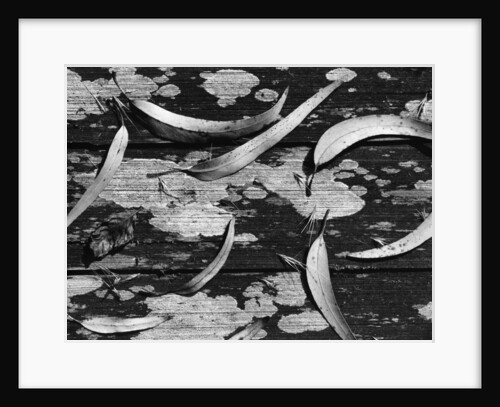 Eucalyptus Leaves by Anonymous