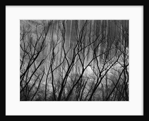 Trees at the Base of a Cliff by Anonymous