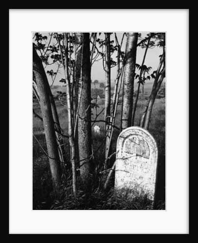 Trees and Gravestone by Brett Weston