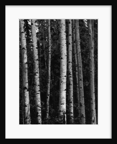 Birch Trees by Anonymous