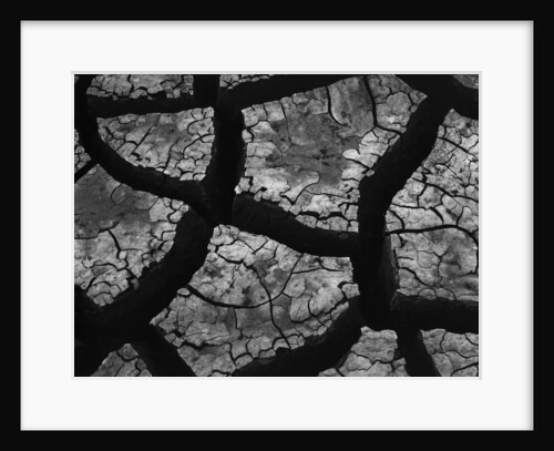 Cracks in Dried Mud by Anonymous