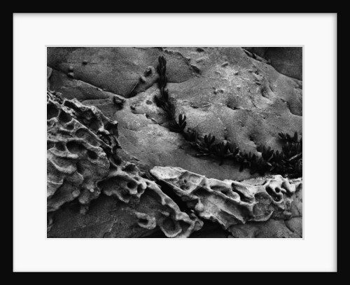 Vine on Eroding Beach Rocks by Anonymous
