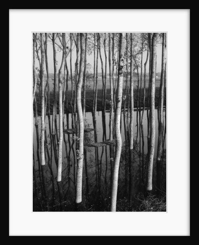 Trees in Shallow Water by Anonymous