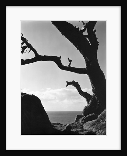 Point Lobos Cypress by Anonymous