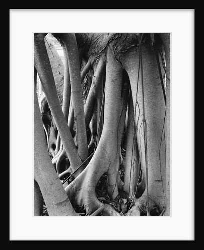 Tree Roots by Anonymous