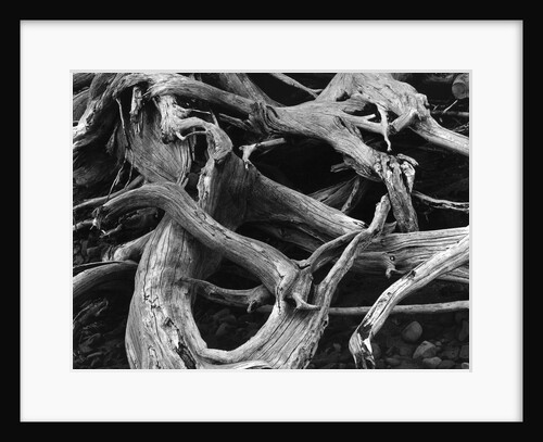 Dead Tree Roots by Anonymous