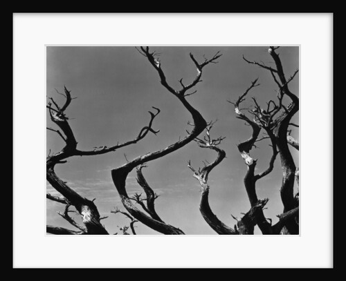 Twisting Tree Branches by Anonymous