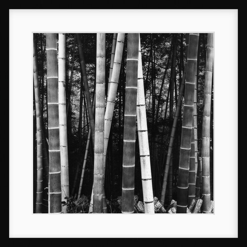 Bamboo Forest by Brett Weston