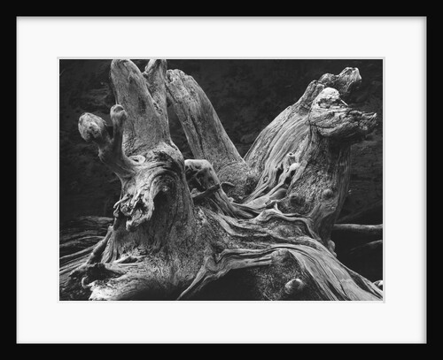 Driftwood Stump by Brett Weston