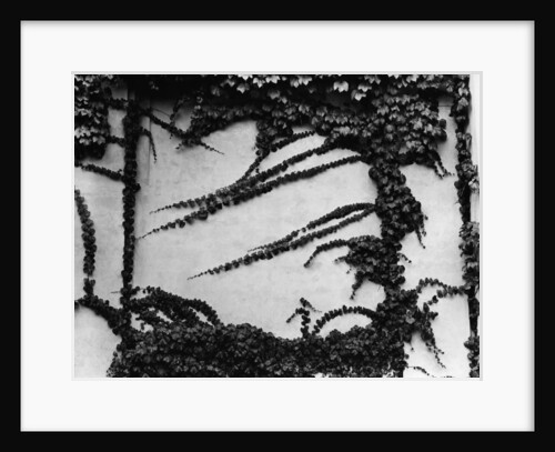 Ivy Growing on a Cement Wall by Anonymous