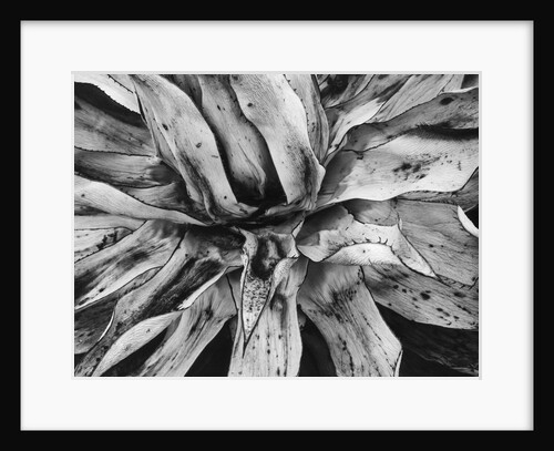 Agave Plant by Anonymous