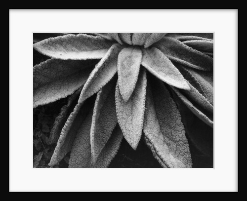 Desert Plant by Anonymous