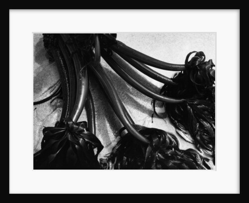 Kelp by Brett Weston