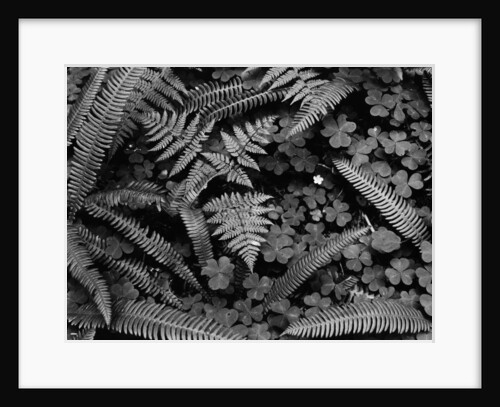 Ferns and Clover by Anonymous