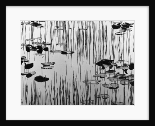 Reeds and Lily Pads by Anonymous