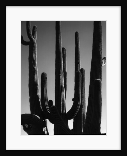 Saguaro by Anonymous