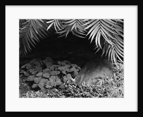 Palm Fronds Hanging Above Ground Cover by Anonymous