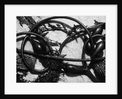 Kelp on Sand by Anonymous