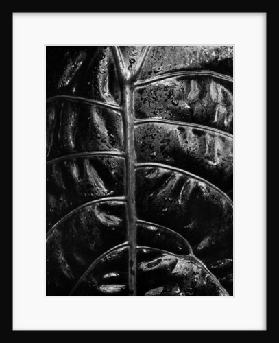 Leaf Veins by Anonymous