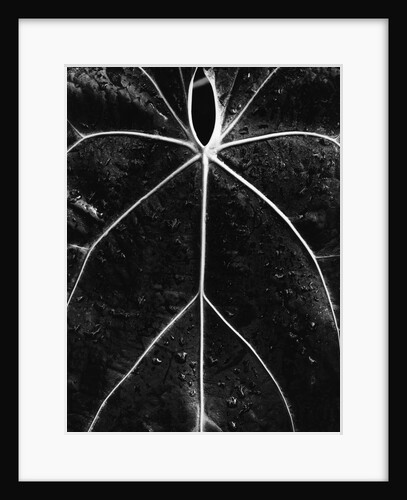 Veins of a Leaf by Anonymous