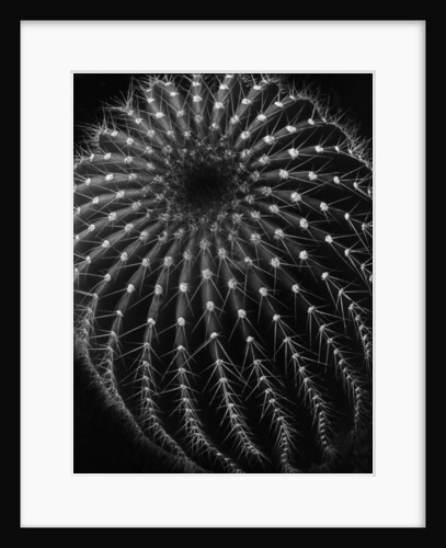 Cactus by Brett Weston