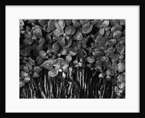 Variegated Leafed Plants by Anonymous