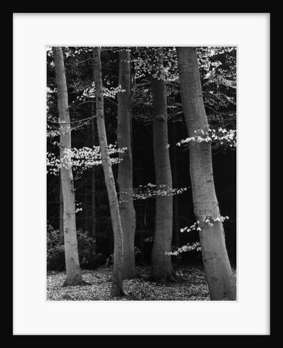 Beech Forest by Brett Weston