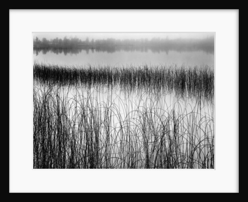 Reeds in Pond with Fog on Horizon by Anonymous