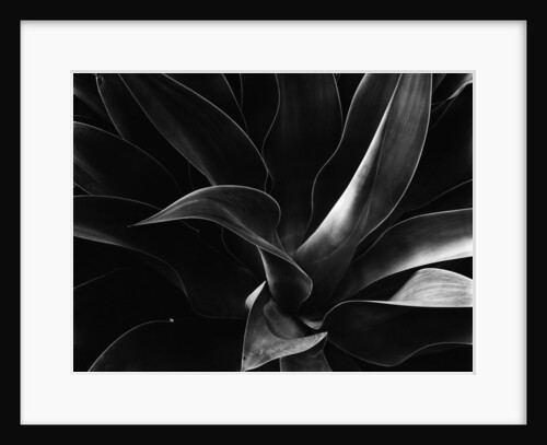 Agave with Pointed Leaves by Anonymous