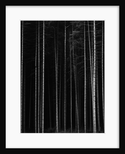 Aspen Forest by Brett Weston