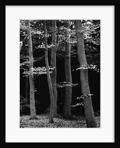 Beech Forest by Brett Weston