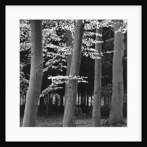 Beech Forest by Brett Weston