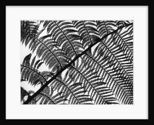 Fern Leaf Silhouette by Anonymous