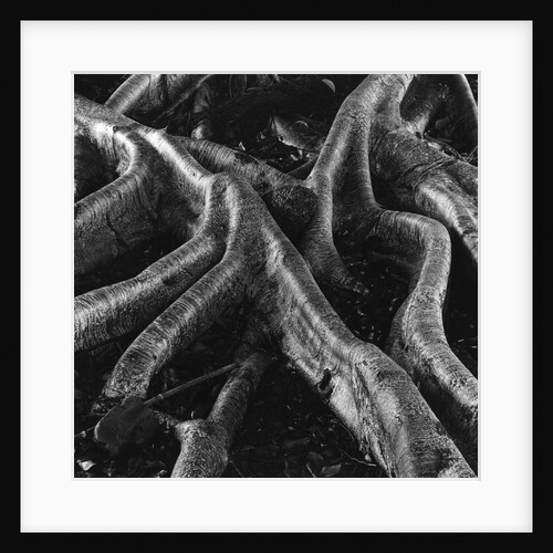 Banyan Tree Roots by Anonymous