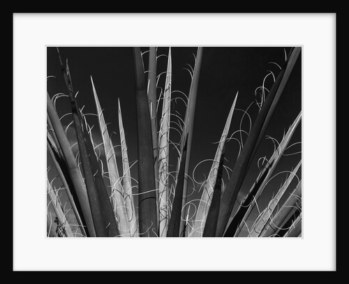 Succulents California, 1985 by Anonymous