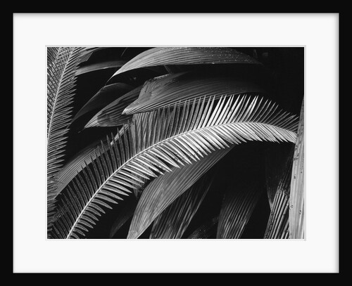 Palms, Bronx Botanical Gardens, 1945 by Anonymous