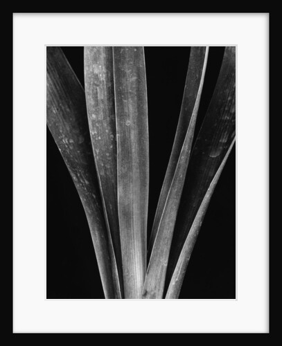 Lily Stalk, 1925 by Anonymous