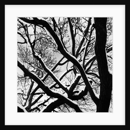 Snow Covered Tree Branches by Anonymous