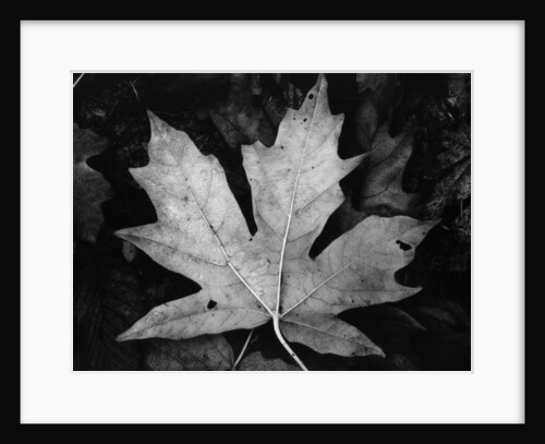 Maple Leaf by Brett Weston