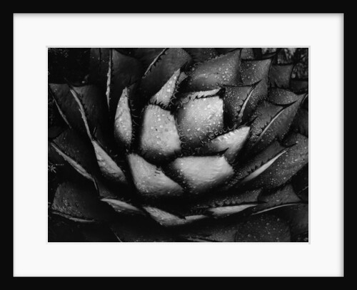 Succulent with Water Drops by Anonymous