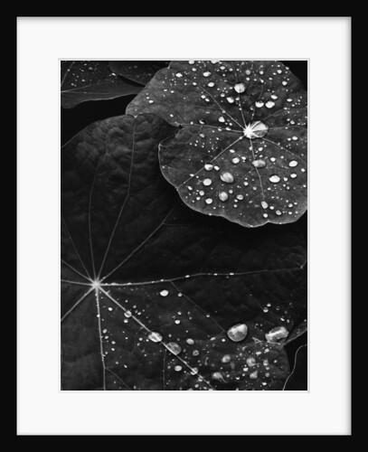 Water Droplets on Nasturtium Leaves by Anonymous