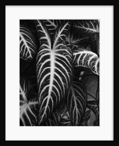Leaves by Brett Weston