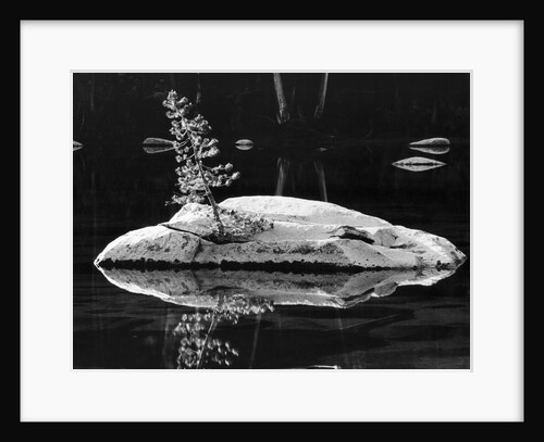Rock and Sapling in Sierra Lake by Anonymous