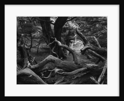 Trees and Logs at Point Lobos by Anonymous