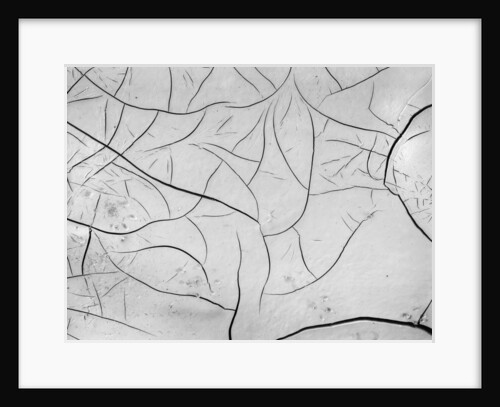 Cracks in Dry Mud, California, 1955 by Anonymous