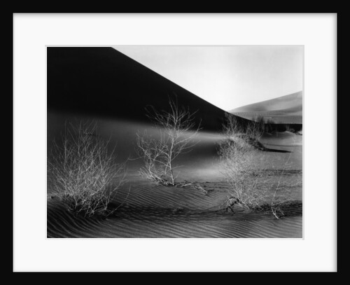 Dunes, California, 1953 by Anonymous