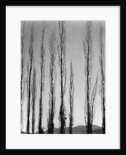 Poplars by Anonymous