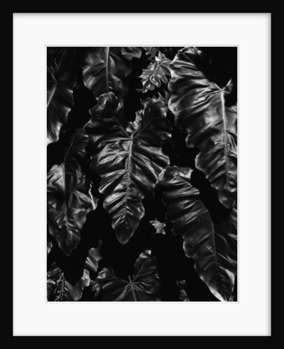 Leaves by Anonymous
