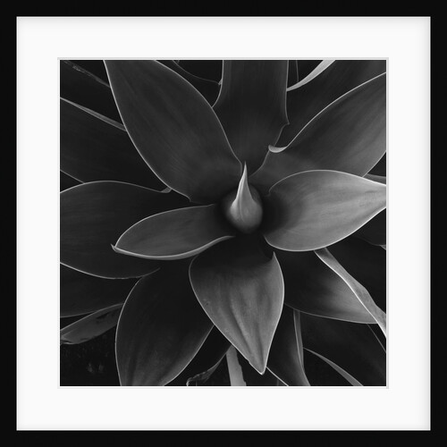 Close View of a Desert Plant by Anonymous